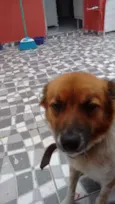 Fofa