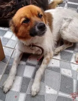 Cachorro raça desconhecido idade  nome Fofa