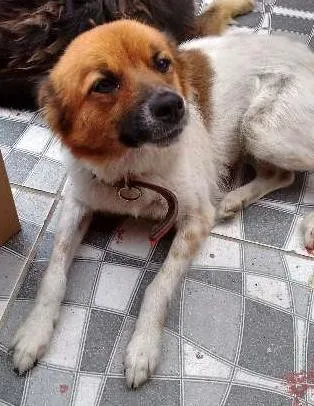 Cachorro ra a desconhecido idade  nome Fofa