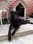 Lobo