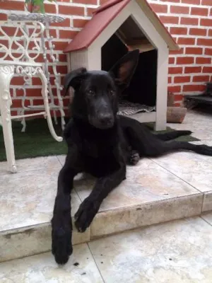 Cachorro raça Pastor Belga idade 7 a 11 meses nome Lobo