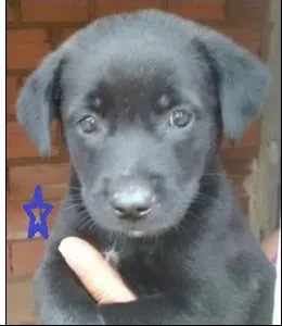 Cachorro raça SRD idade Abaixo de 2 meses nome Leônidas