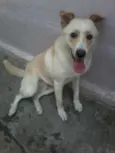 LOGAN