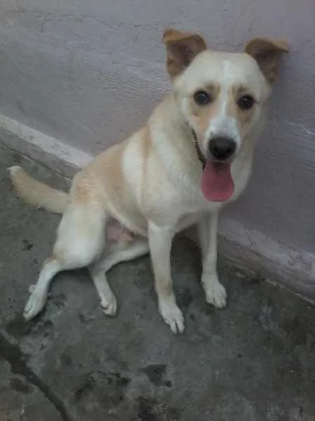 Cachorro ra a  idade 1 ano nome LOGAN