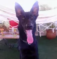 Lobo