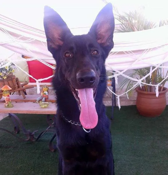 Cachorro ra a Pastor Belga idade 7 a 11 meses nome Lobo