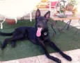 Lobo