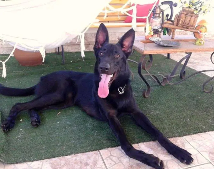 Cachorro ra a Pastor Belga idade 7 a 11 meses nome Lobo