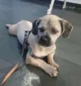 Ozzy