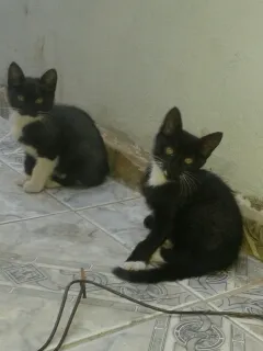Gato raça nao determinada idade 2 a 6 meses nome ainda não tem nome