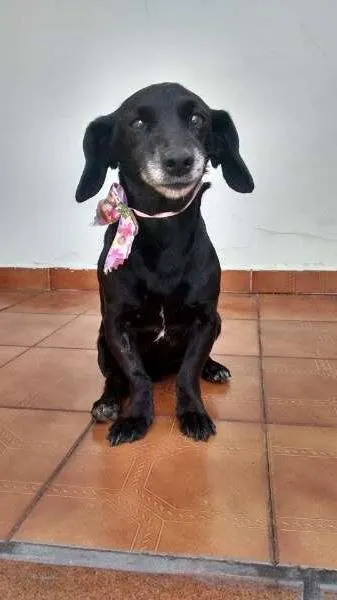 Cachorro ra a SRD idade 5 anos nome Nina
