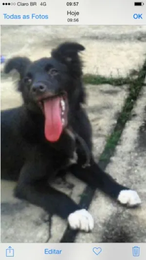 Cachorro raça SRD idade 7 a 11 meses nome Vick