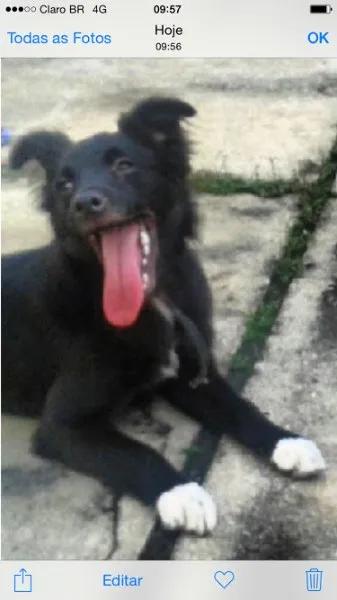 Cachorro ra a SRD idade 7 a 11 meses nome Vick
