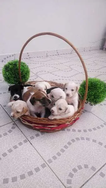 Cachorro ra a SRD idade Abaixo de 2 meses nome vários