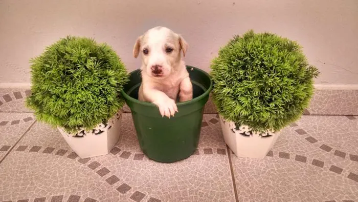 Cachorro ra a SRD idade Abaixo de 2 meses nome vários