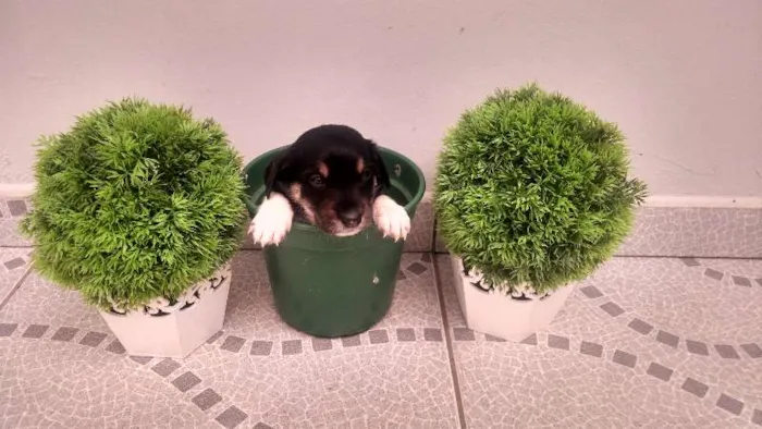 Cachorro ra a SRD idade Abaixo de 2 meses nome vários