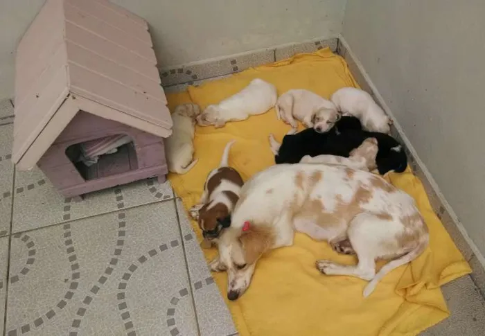 Cachorro ra a SRD idade Abaixo de 2 meses nome vários