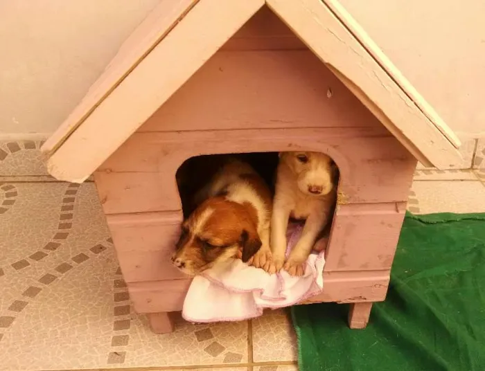 Cachorro ra a SRD idade Abaixo de 2 meses nome vários