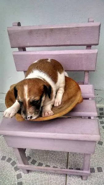Cachorro ra a SRD idade Abaixo de 2 meses nome vários