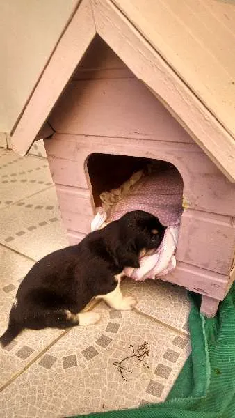 Cachorro ra a SRD idade Abaixo de 2 meses nome vários