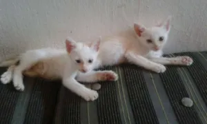 Gato raça sem raça definida idade 2 a 6 meses nome marie e mik