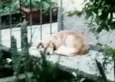 PELUDO