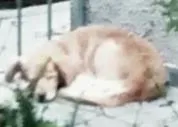 Cachorro ra a  idade 7 a 11 meses nome PELUDO