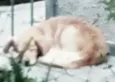 PELUDO