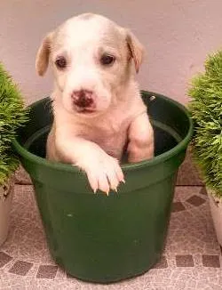 Cachorro ra a SRD idade Abaixo de 2 meses nome vários