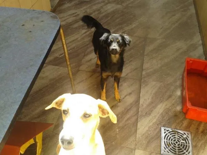 Cachorro raça pastor belga mestiço e vira lata idade 7 a 11 meses nome hanna e laika