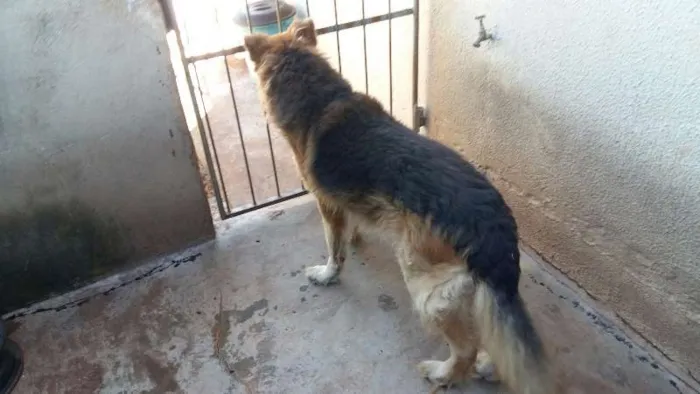 Cachorro ra a Pastor Alemão idade 5 anos nome Billy