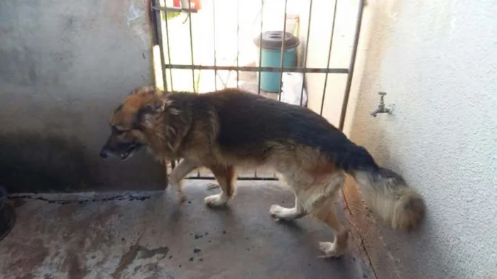 Cachorro ra a Pastor Alemão idade 5 anos nome Billy