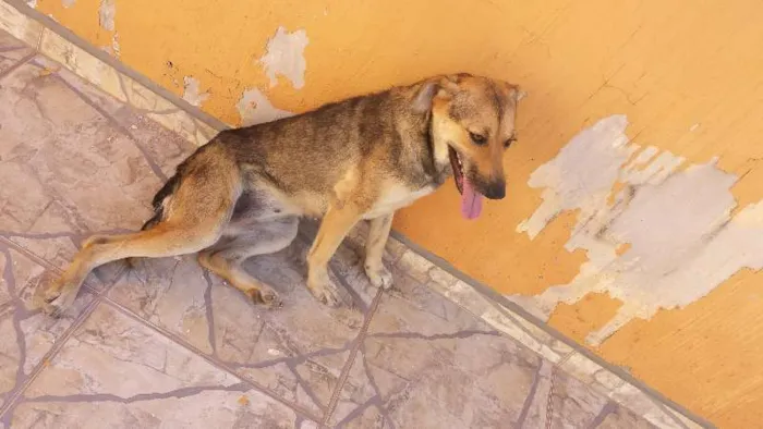 Cachorro ra a viralata idade 2 anos nome PITY