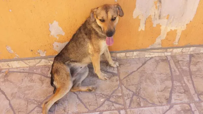Cachorro ra a viralata idade 2 anos nome PITY