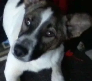 Cachorro raça Latinha idade 1 ano nome Boby