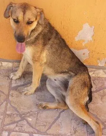 Cachorro ra a viralata idade 2 anos nome PITY