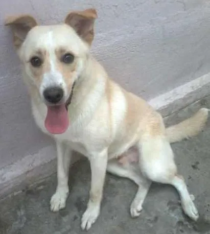 Cachorro ra a  idade 1 ano nome LOGAN