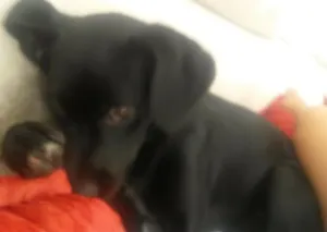 Cachorro raça SRD idade 7 a 11 meses nome Lisa