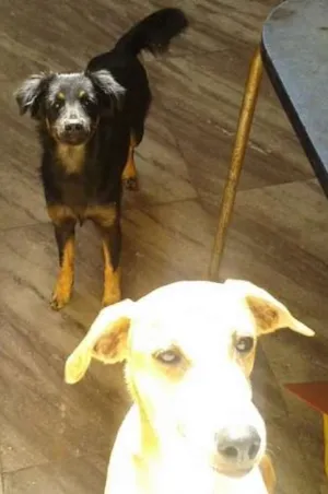 Cachorro raça pastor belga mestiço e vira lata idade 7 a 11 meses nome hanna e laika