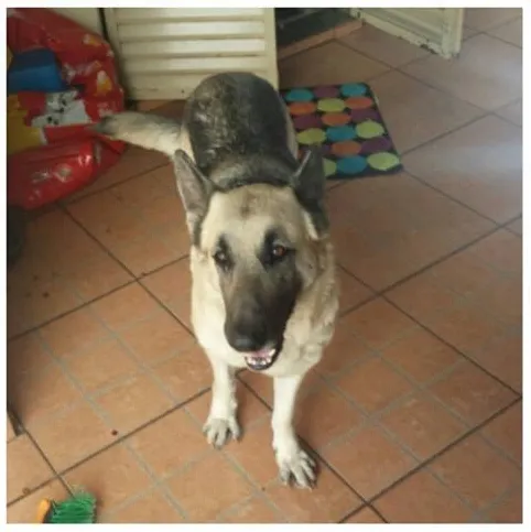 Cachorro ra a Pastor alemão  idade 6 ou mais anos nome Nina