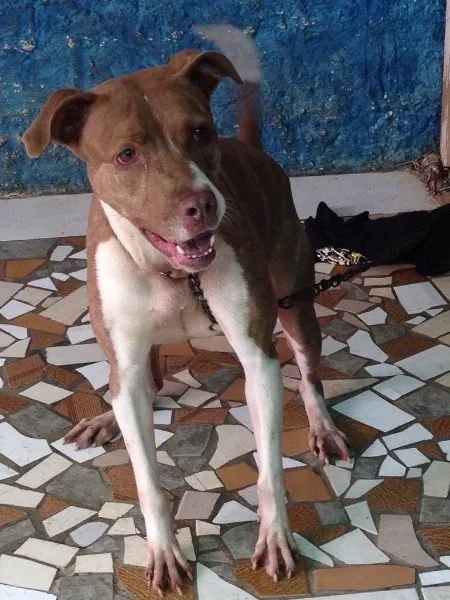 Cachorro ra a pit bull idade 5 anos nome mel