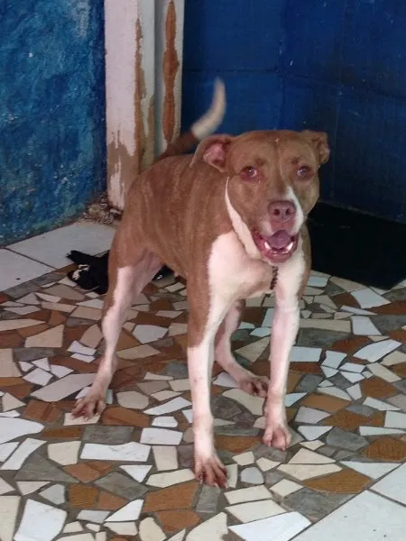 Cachorro ra a pit bull idade 5 anos nome mel