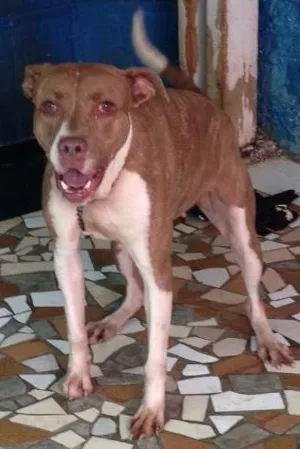 Cachorro raça pit bull idade 5 anos nome mel