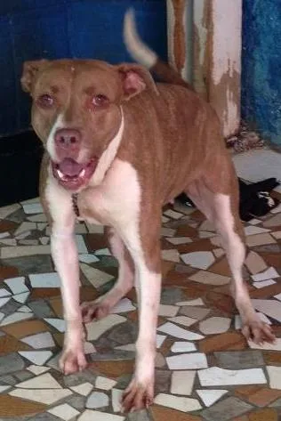 Cachorro ra a pit bull idade 5 anos nome mel