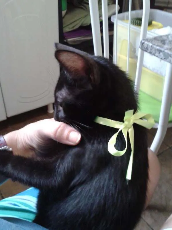 Gato ra a SRD idade 2 a 6 meses nome sem nome