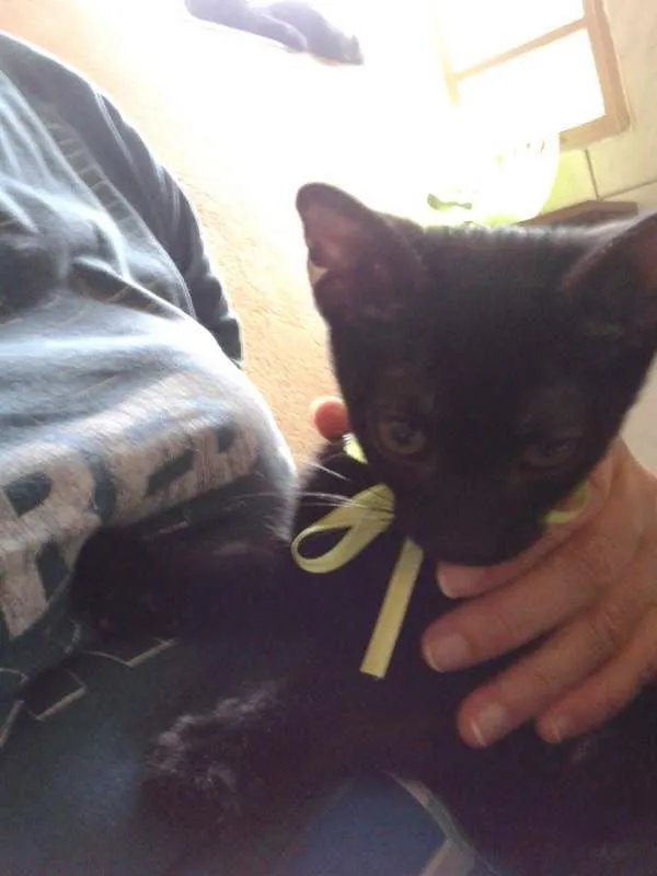Gato ra a SRD idade 2 a 6 meses nome sem nome