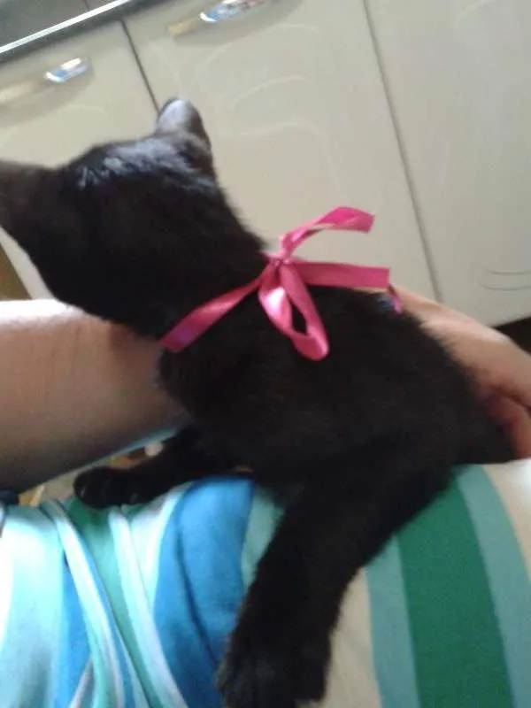 Gato ra a SRD idade 2 a 6 meses nome sem nome