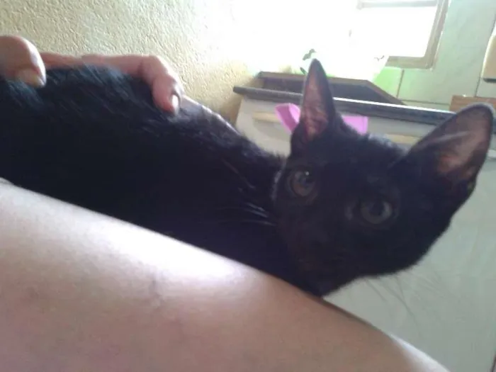 Gato ra a SRD idade 2 a 6 meses nome sem nome