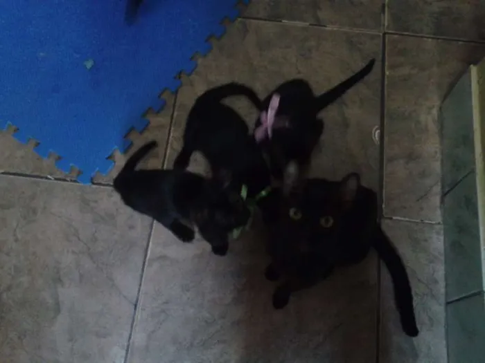 Gato ra a SRD idade 2 a 6 meses nome sem nome
