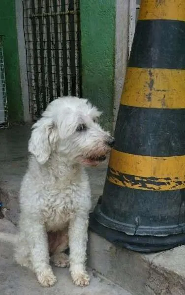 Cachorro ra a Poodle idade 1 ano nome Dado